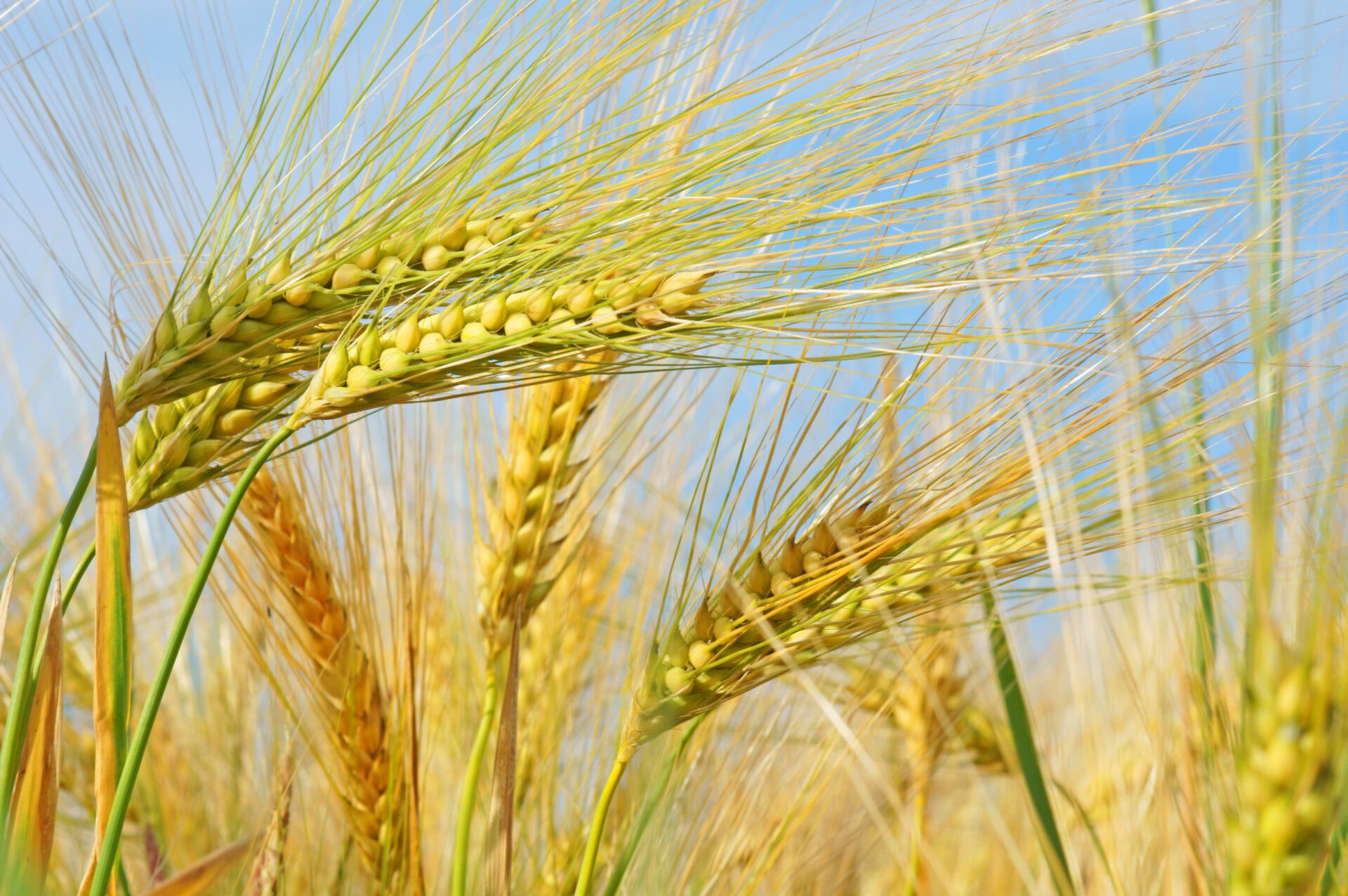 Barley Straw Fiel